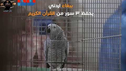 ببغاء يقرأ القرآن الكريم بطلاقة    سبحان الله