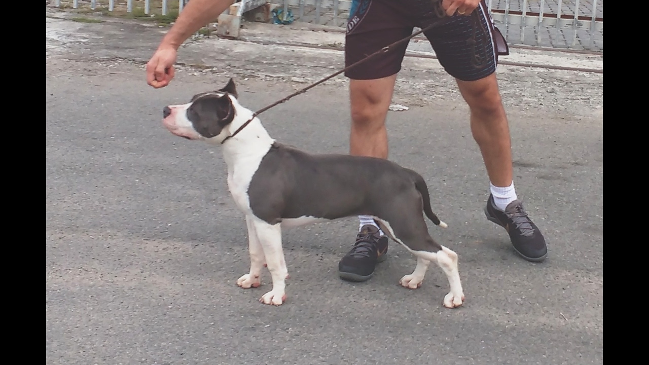 american staffy blue nose