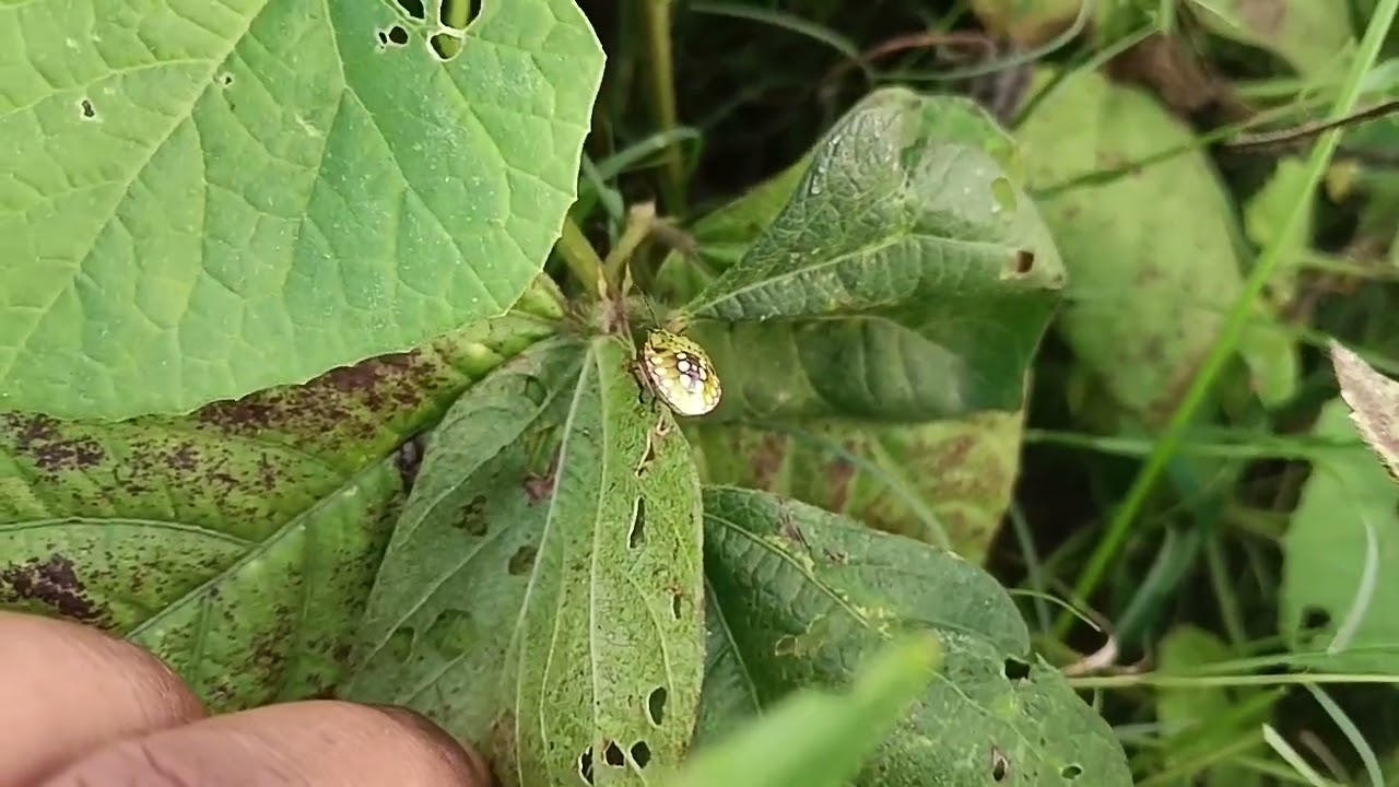 Nezara Viridula on green gram leaf