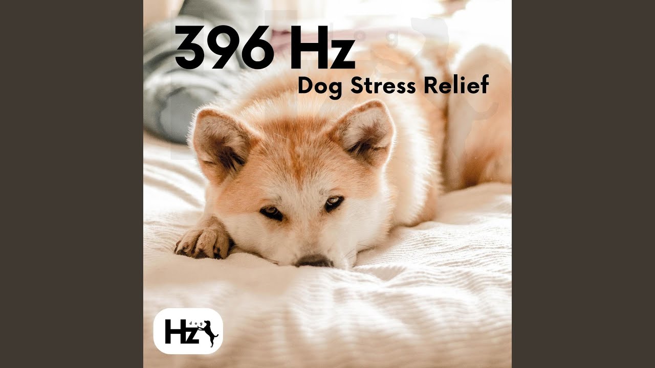 396 Hz Dog Stress Relief (And Anxiety) YouTube