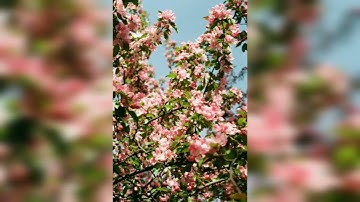 سورة طه /القارئ علاء عقل /تلاوة خاشعة/تلاوة مؤثرة/تلاوة هادئة