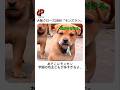 子犬版クローズZERO!🐾🔥
