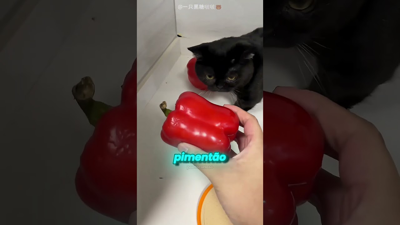 🐈 O Gato Preto Deu Sorte
