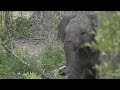 SafariLivi Dec 23 - Playtime for the young Elephants!