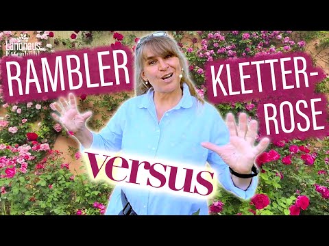 Video: Erfahren Sie mehr über Kletterrosen und Ramblerrosen