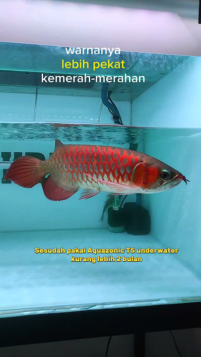 Hasil Pakai Lampu tanning aquazonic t5 under water arwana #maskribo #紅龍 #アロワナ #arwanasuperred