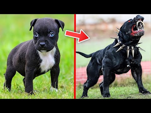 ეს უსუსური არსება ყველაზე საშიში მტაცებელი გაიზარდა!