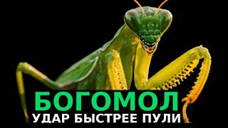 Богомол - Хищник Который Ест Жертву Живьем И Зрение 3D