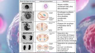 Différence entre l'interphase et la mitose