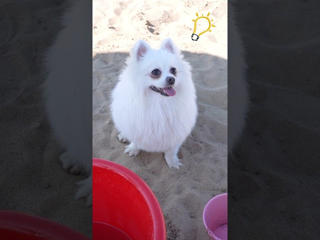 Have you ever seen The little mermaid? #dog #nico #funnydog #funny #funnypuppy class=