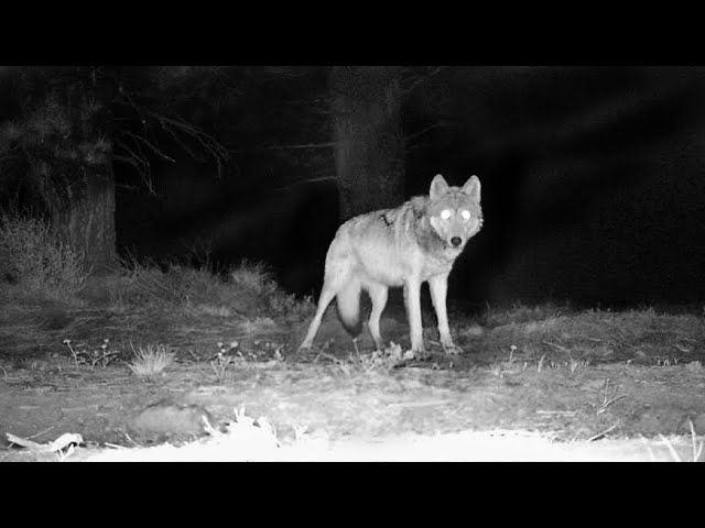 LUPI LA CABANĂ - Animale Sălbatice Filmate in 2022 class=