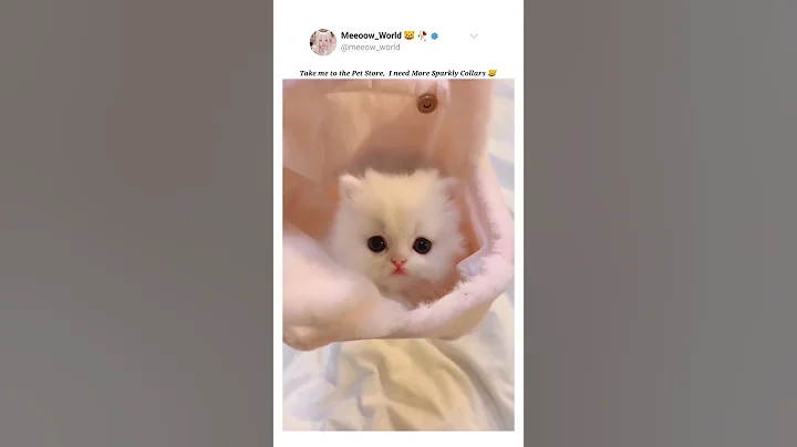 Video 10866841: cat scottish cute british, scottish cute british kitten, kitten baby cat american, baby cat american usa, cutecats american, cute cat turkish, uk british, cat kitten cutecat pets