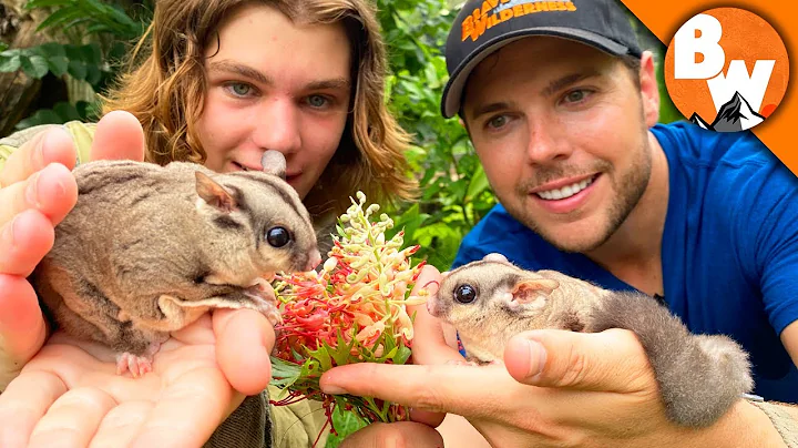 Secrets of Sugar Gliders REVEALED! Not as Cute as they LOOK! - DayDayNews