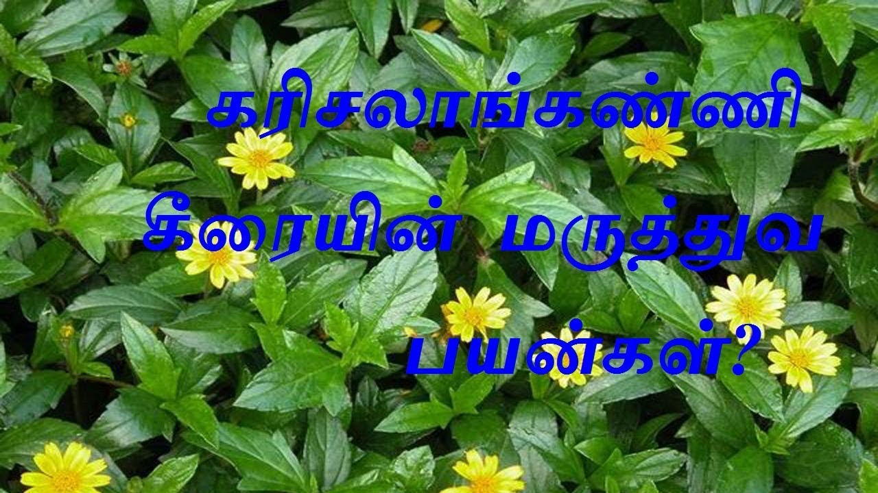 benifits Yellow karisalankanni plant Best herbal cure for Jaundice