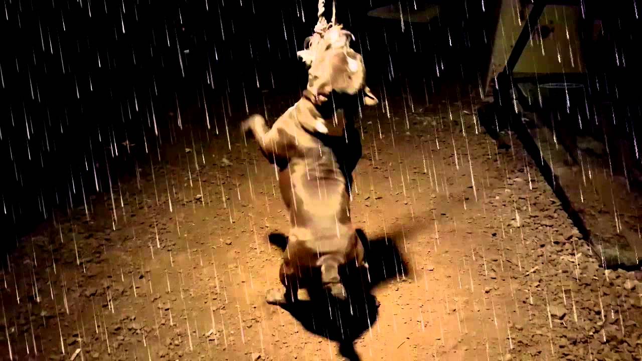 Spring pole training