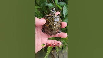 Rùa bụng đỏ size 5-6cm đã có tại VN & CPC🇻🇳🐢🇰🇭