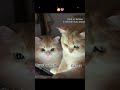 ketika si mpus pacaran #funny #challenge #duet