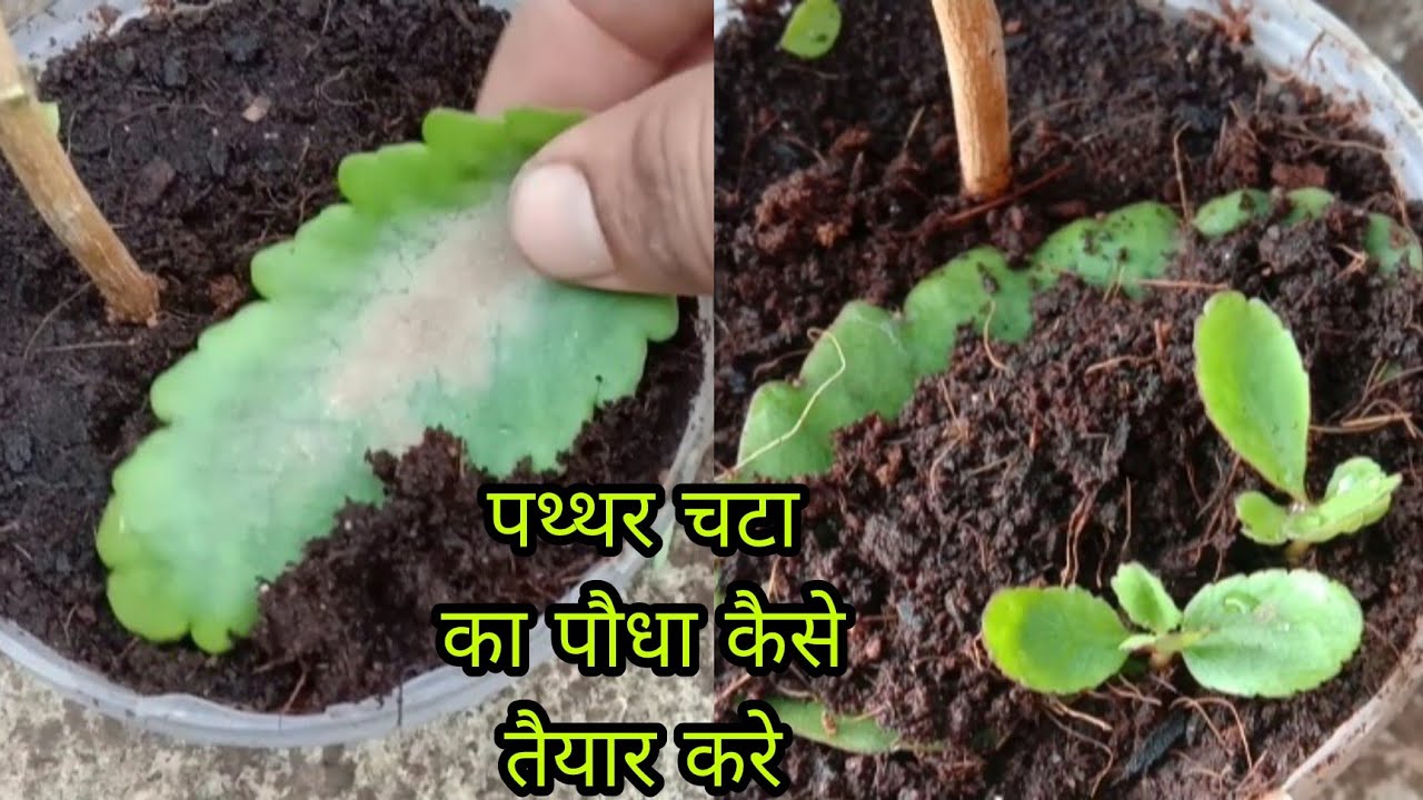 Patharchatta plant kaise lagaye DIYGardenidea KISHANKHETIGARDENMB