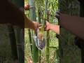 The Most Easty Method To Make Bamboo Saplings Farming Educational 