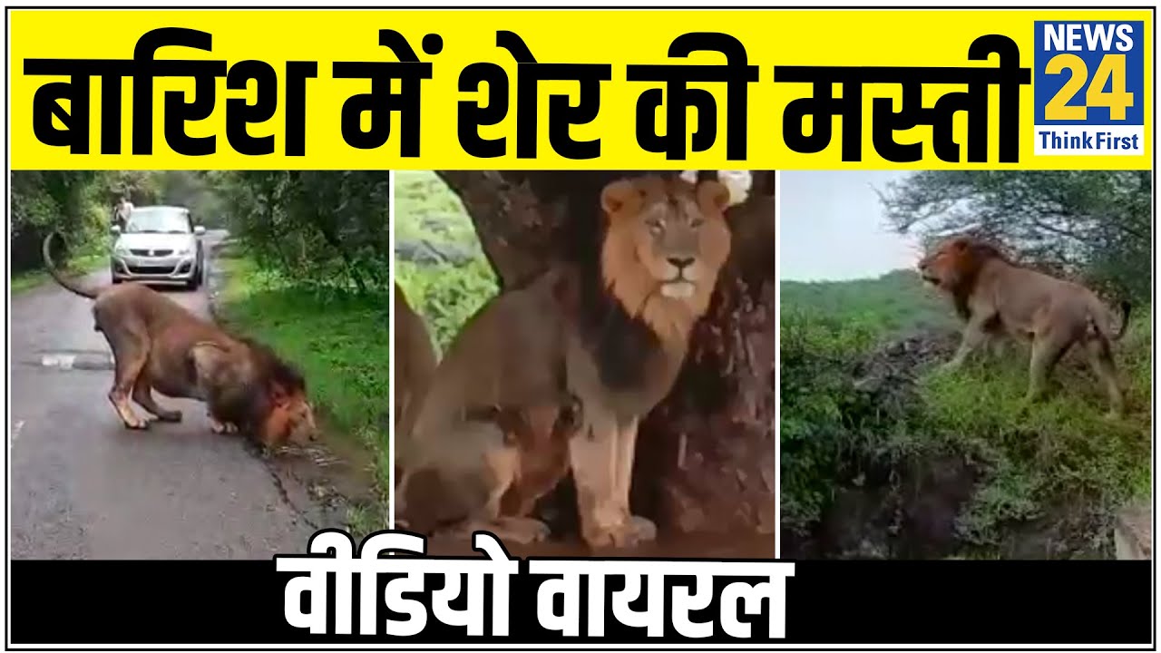 जंगल का राजा जब बारिश में मस्ती करने निकला, वीडियो सोशल मीडिया पर हुआ वायरल!