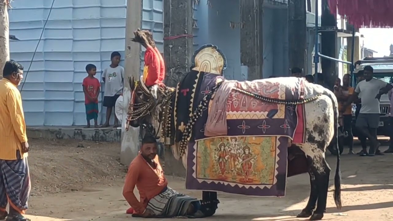 ଷଣ୍ଡ ଲୋକ ଗୁଟେ କର ଅଣ୍ଟା କେ ଚଢି କରି ବଜା ର ତାଳେ ତାଳେ ନାଚୁଛେ 🧐🧐😳😳🤟🤟...