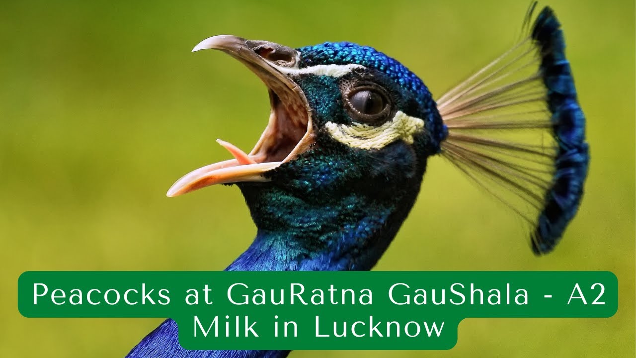 Peacocks at GauRatna GauShala Gir Cows In Lucknow A2 Milk in