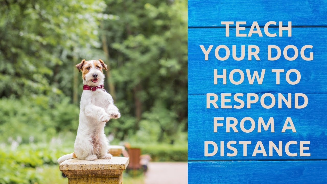 Teach Your Dog to Respond From a Distance Dog Training Tutorial YouTube