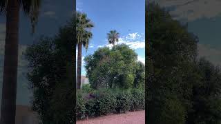 108 F in Phoenix Arizona! | Birds Chirping!