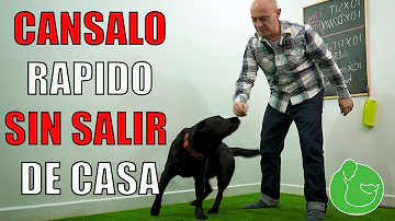 ¿Qué entrenamiento diario debo hacer con mi perro?