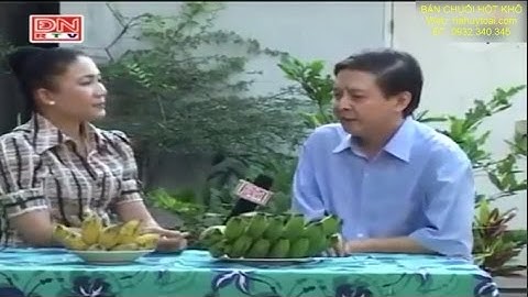 Tác dụng của chuối hột - Chuối hột chữa sỏi thận, đau lưng