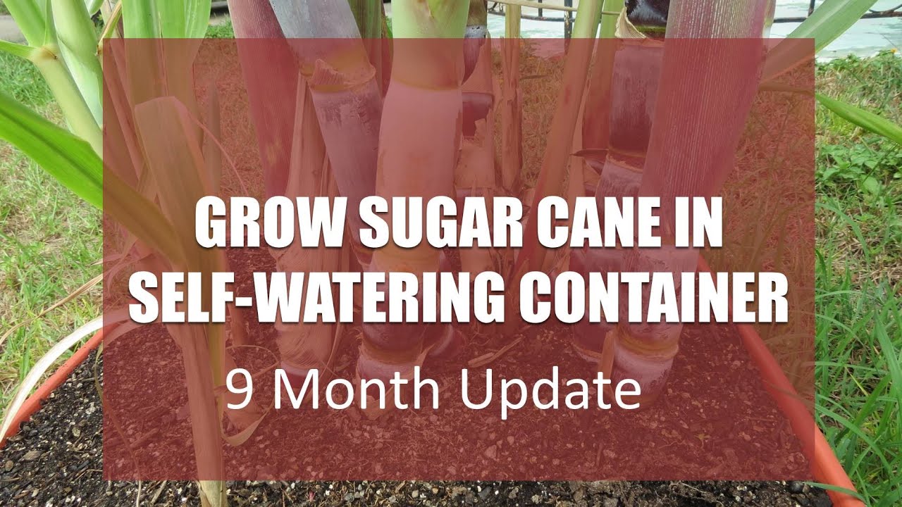 Growing Sugarcane in a SelfWatering Container 9 Month Update YouTube