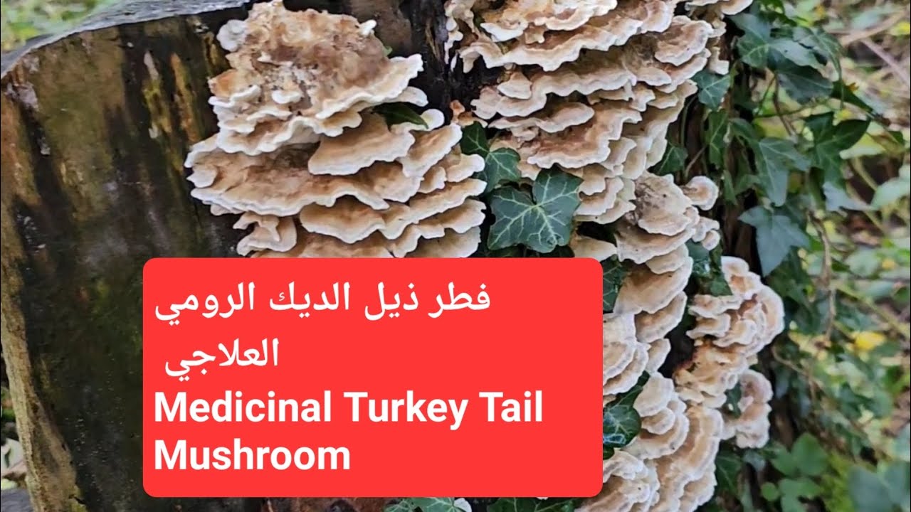 فطر ذيل الديك الرومي العلاجي Medicinal Turkey Tail Mushroom فطر