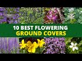 10 Flowering Ground Cover Plants for Your Garden 🌻