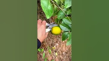 super sharp scissors for cutting oranges harvested from the tree #shorts