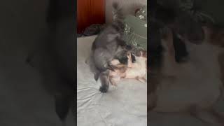 Белла с Маркизом в первые #funny #собака  #развлечения #cat #animals #cute #чихуахуа #shorts