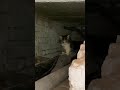 Котеночек из подвала