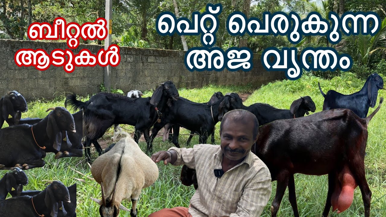 തുടക്കം രണ്ട് ആടുകളിൽ. കേരളത്തിൽ ഒരിക്കലും ആടുവളർത്തൽ നിലക്കില്ല new goat farming kerala malayalam