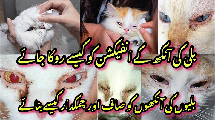 Video 7081721: face persian kittens, beautiful persian kitten, persian kitten animal, cat eye cleaning