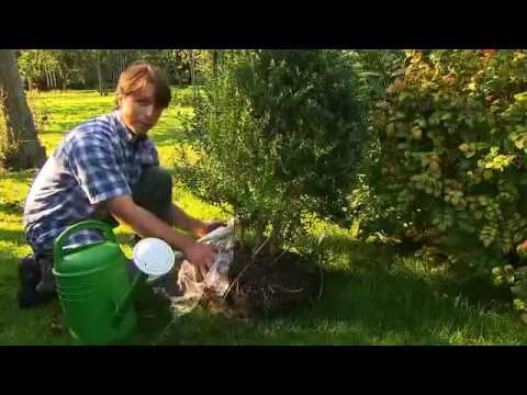 Video: Verplanten Van Volwassen Kamerplanten. Masterclass. Foto