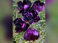 Royal Black Rose, плющелистная пеларгония