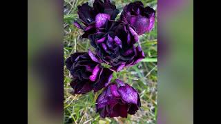 Royal Black Rose, плющелистная пеларгония