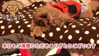 ヒマラヤチーズスティック届きました！！