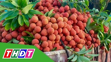 Bắc Giang dự kiến xuất khẩu 1.500 tấn vải thiều sang Mỹ | THDT