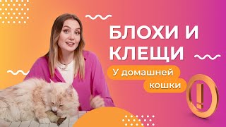 Как защитить кошку от блох и клещей? | Сезон защиты от паразитов - 2 серия