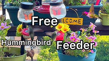 How to Make Hummingbird Feeder DIY EASY Dot *Tips on Feeding Recipe Nectar to Attract Hummingbirds