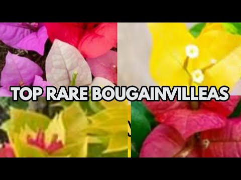 تصویری: Bougainvillea فوق العاده است