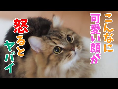 可愛い猫が怒るとヤバイ【ミヌエット】