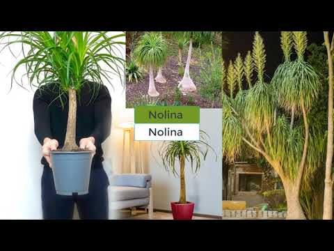 Nolina