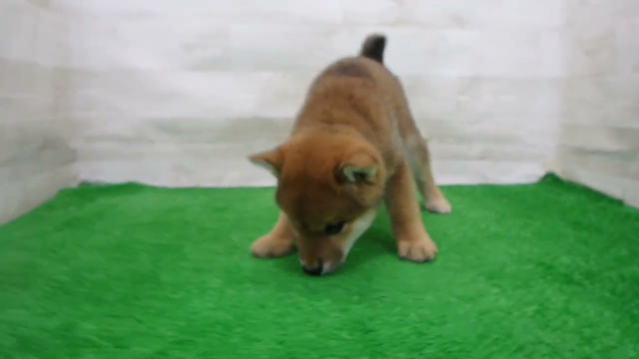 Coo&RIKU No.00769007 柴犬 - YouTube