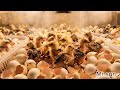 High-tech chicken farming process in large-scale factories.